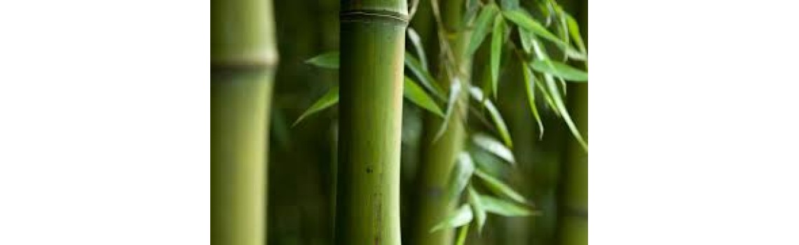 BAMBOO MUSK CANDLES