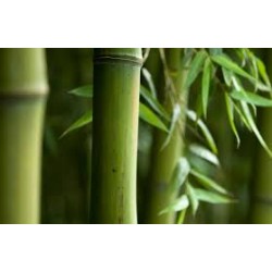 BAMBOO MUSK - SOY