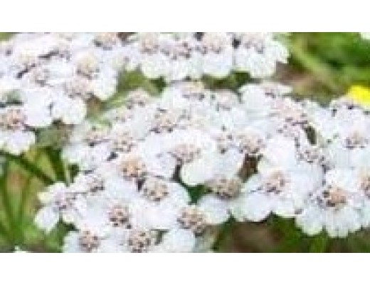 ANGEL WEED - FRANKINCENSE