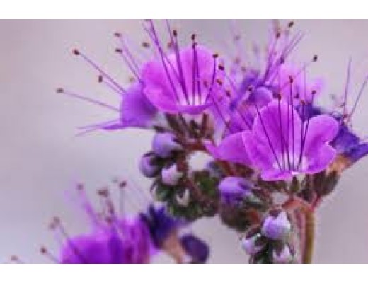 DESERT FLOWER - FRANKINCENSE