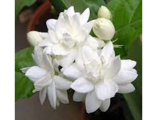 JASMINE SAMBAC - FRANKINCENSE