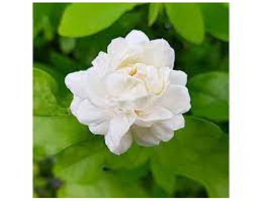 JASMINE OF EGYPT - FRANKINCENSE