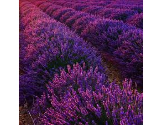 LAVENDER YLANG - FRANKINCENSE