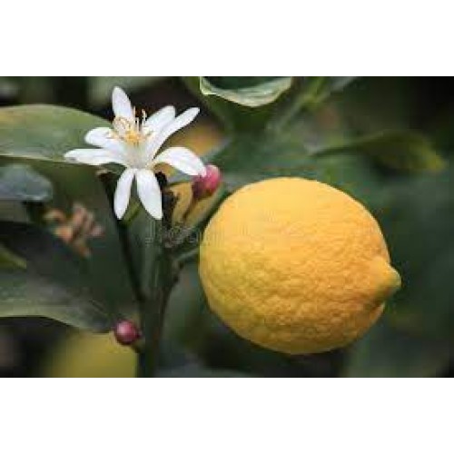 LEMON BLOSSOM - FRANKINCENSE