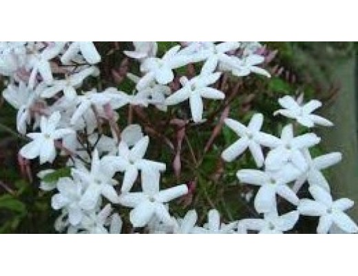 WHITE JASMINE - FRANKINCENSE