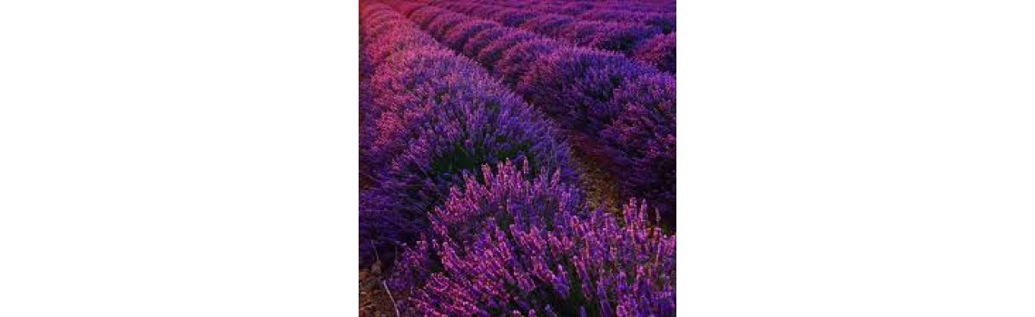 LAVENDER CANDLES