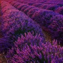 LAVENDER -- AROMA SCENTED GRANULES -- 100gr