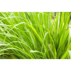 LEMONGRASS -- AROMA SCENTED GRANULES -- 100gr