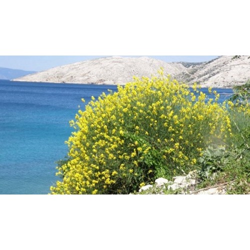 ΣΠΑΡΤΟ - ΘΥΜΙΑΜΑ