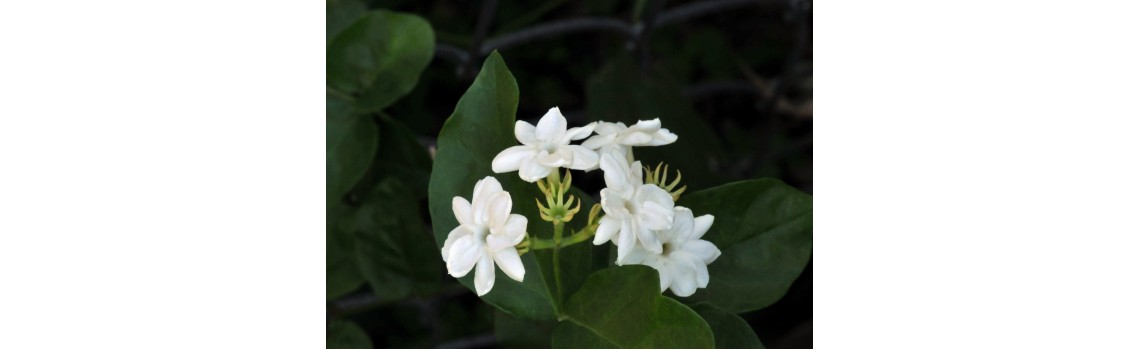 TUBEROSE - SOY CANDLES