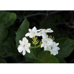 TUBEROSE - SOY